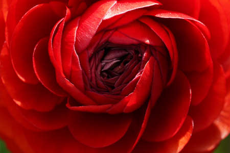 Close up of a red flower.の写真素材