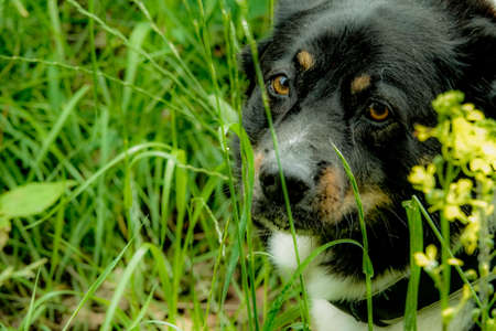 Dog looking at the camera.の写真素材