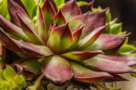 Succulent plant in a pot on a dark background close-upの写真素材