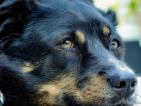 Close-up of a black dog with yellow eyes on a sunny dayの写真素材