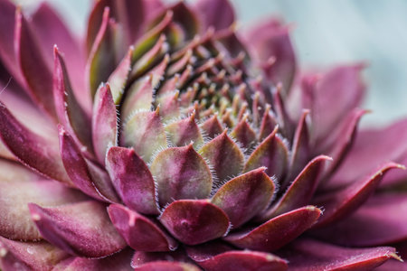 Sempervivum succulent plant close-up macro photographyの写真素材