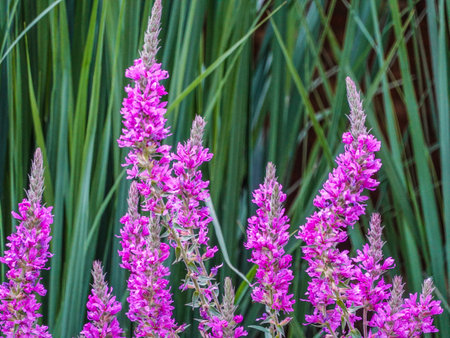 Lythrum salicaria or purple loosestrife in bloomの写真素材
