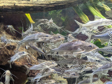 Various Fish Inside of Aquariumの写真素材