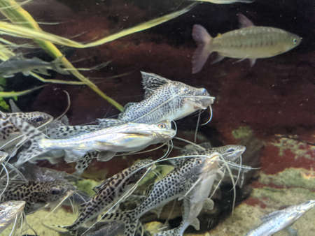 Various Fish Inside of Aquariumの写真素材