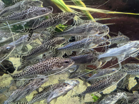 Various Fish Inside of Aquariumの写真素材