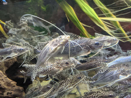 Various Fish Inside of Aquariumの写真素材