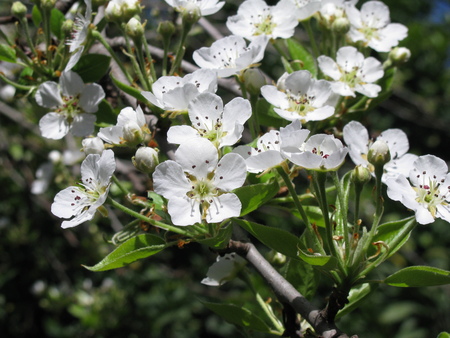 blossoms of pearの写真素材