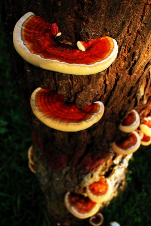 Fungi Grown on Tree
