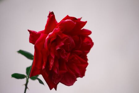 Beautiful natural red rose. Single flower.の写真素材