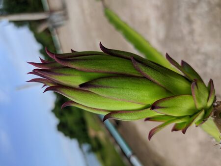 Very Nice dragon fruit flowerの写真素材