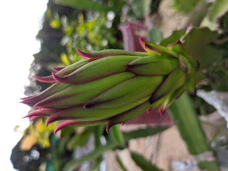 Very Nice dragon fruit flowerの写真素材