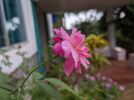 Nice rose flowers in the gardenの写真素材