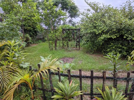 Tree gardens around the backyardの写真素材