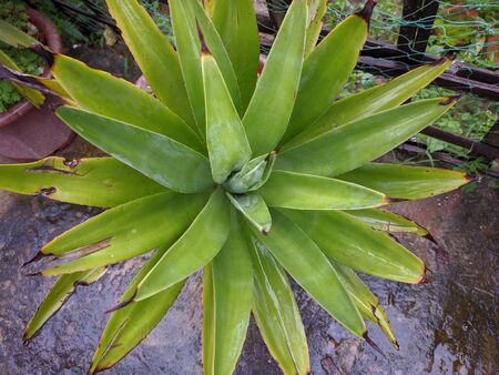 Green Agave attenuata in the gardenの写真素材