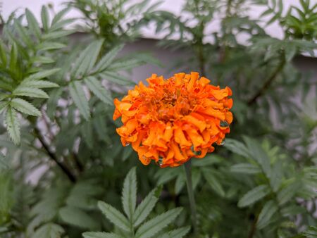 Natural Marigold Flowers in gardenの写真素材