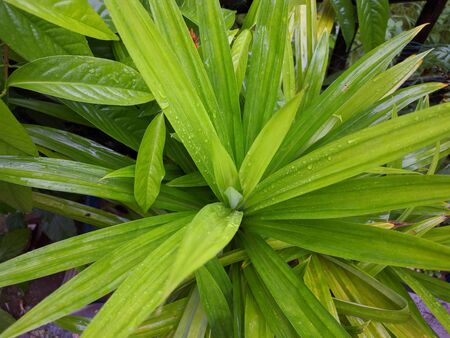 Green Agave attenuata in the gardenの写真素材