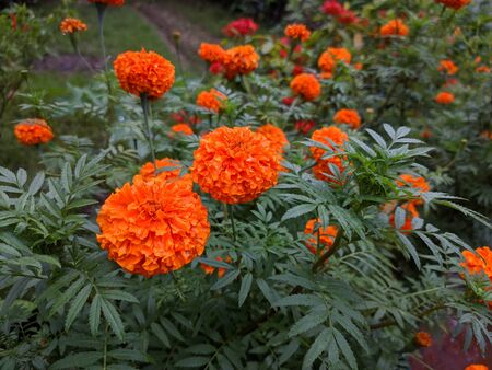 Natural Marigold Flowers in gardenの写真素材