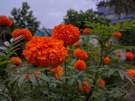Natural Marigold Flowers in gardenの写真素材