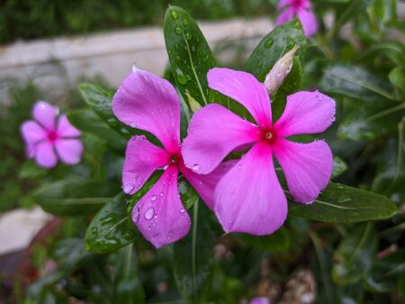 Beautiful Catharanthus roseus in gardenの写真素材