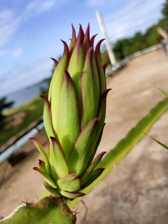 Very Nice dragon fruit flowerの写真素材