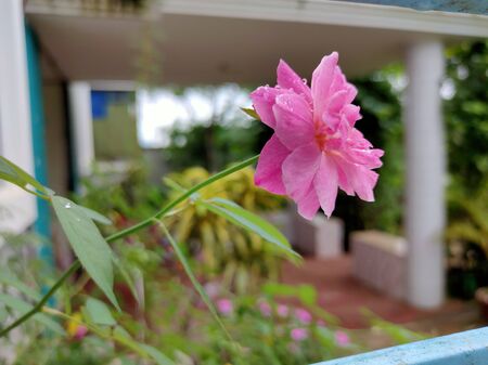 Nice rose flowers in the gardenの写真素材