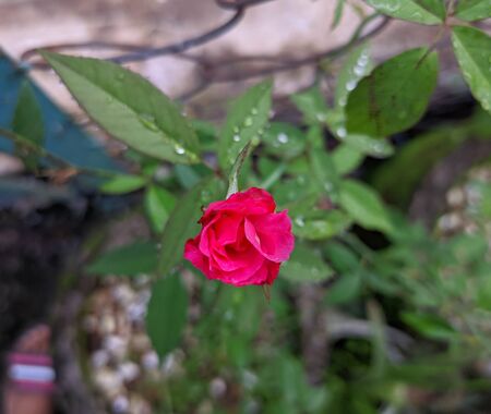 A nice red rose flowerの写真素材