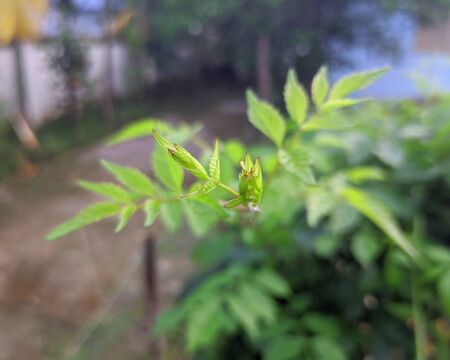 A green flowering tree in the gardenの写真素材