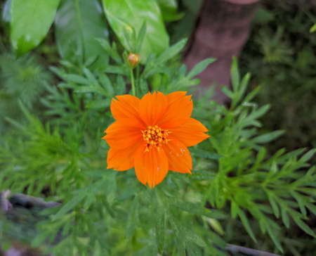 Yellow Cosmos sulphureus plant in a flower gardenの写真素材