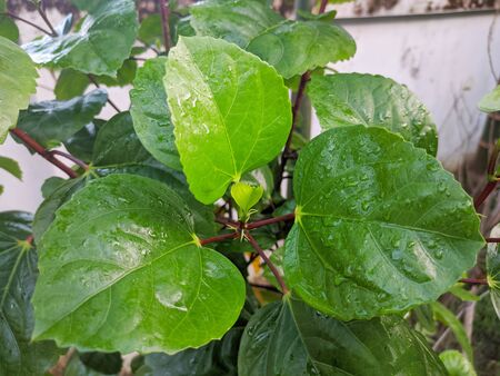 A green flowering tree in the gardenの写真素材