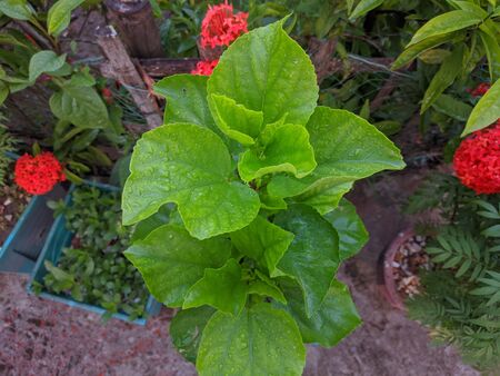 A green flowering tree in the gardenの写真素材
