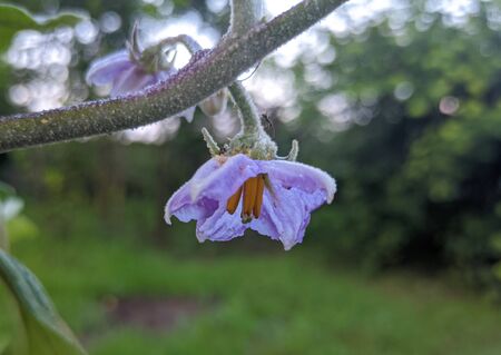 A beautiful cultivated eggplant flowersの写真素材
