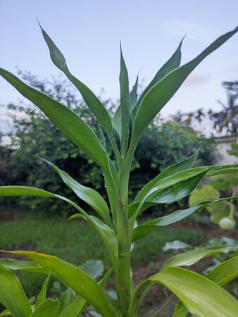 A green flowering tree in the gardenの写真素材