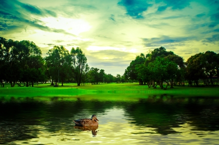 Duck in the waterの写真素材