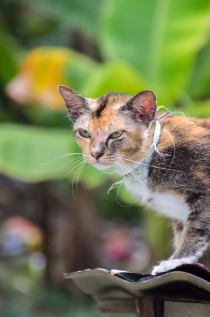 Cat on the roofの写真素材