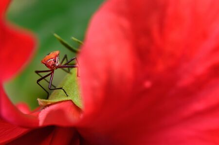 Insect under a flowerの写真素材