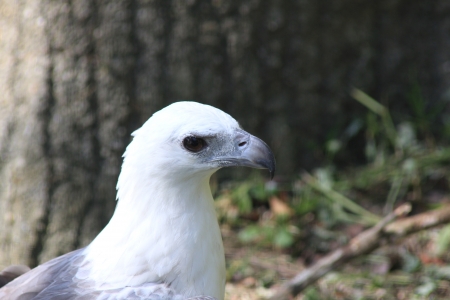 Bird eagle on close up at the zoo