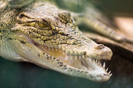 Side view closeup of Crocodile with mouth wide openの写真素材
