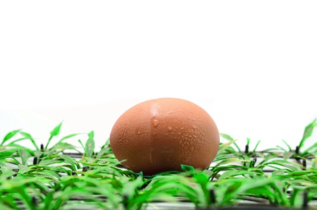 Egg on plastic grass isolated on whiteの写真素材