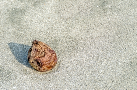 One coconut on the sand beach の写真素材