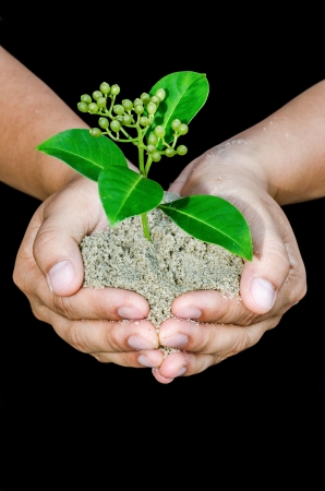 Human hands holding little sprout with careの写真素材