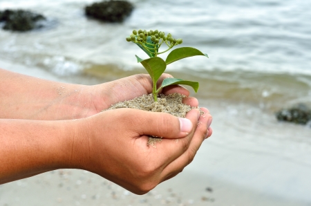 Human hands holding little sprout with careの写真素材