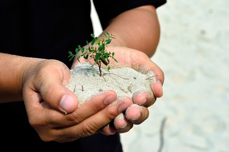 Human hands holding little sprout with care