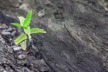 Sprout growth on the old woodの写真素材