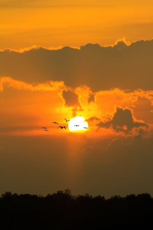 Sun goes down with flying birdの写真素材