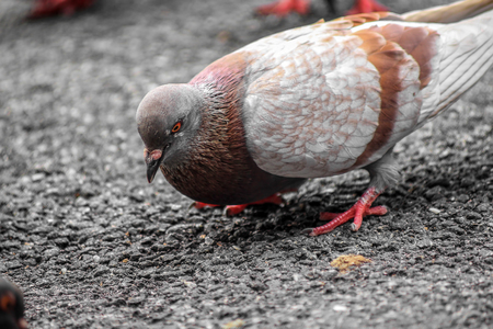 Pigeons sharing their feed