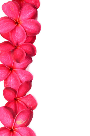 Beautiful Frangipani flowersの写真素材