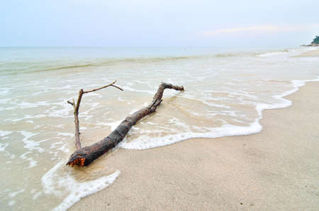 Twigs on sandの写真素材