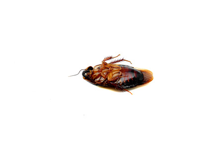 Dead cockroach isolated on a white background