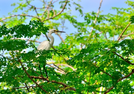 Great Egret on the tree branchの写真素材