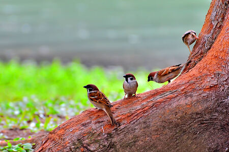 Eurasian Tree Sparrow  Passer montanus の写真素材